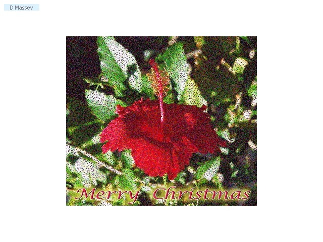 Chistmas Hibiscus