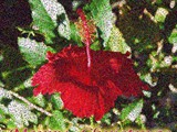 Chistmas Hibiscus