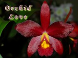 Orchid Love